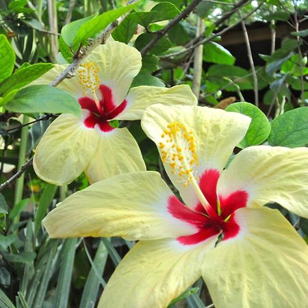 Physis Caribbean Bed & Breakfast Puerto Viejo de Talamanca Экстерьер фото