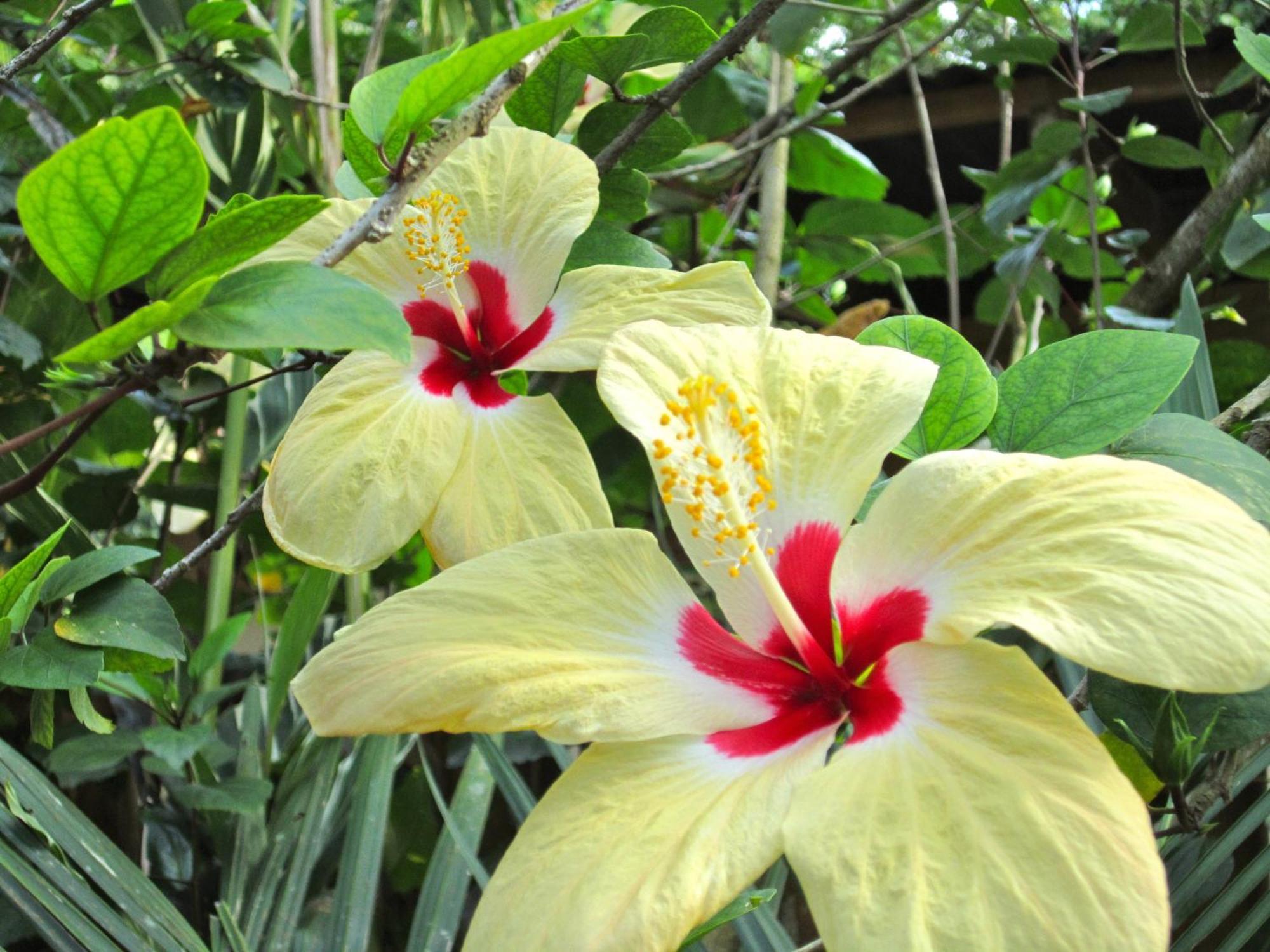 Physis Caribbean Bed & Breakfast Puerto Viejo de Talamanca Экстерьер фото